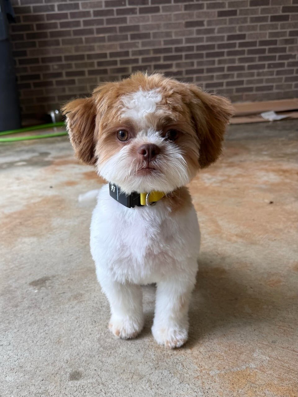 Shih Tzu puppies image 1