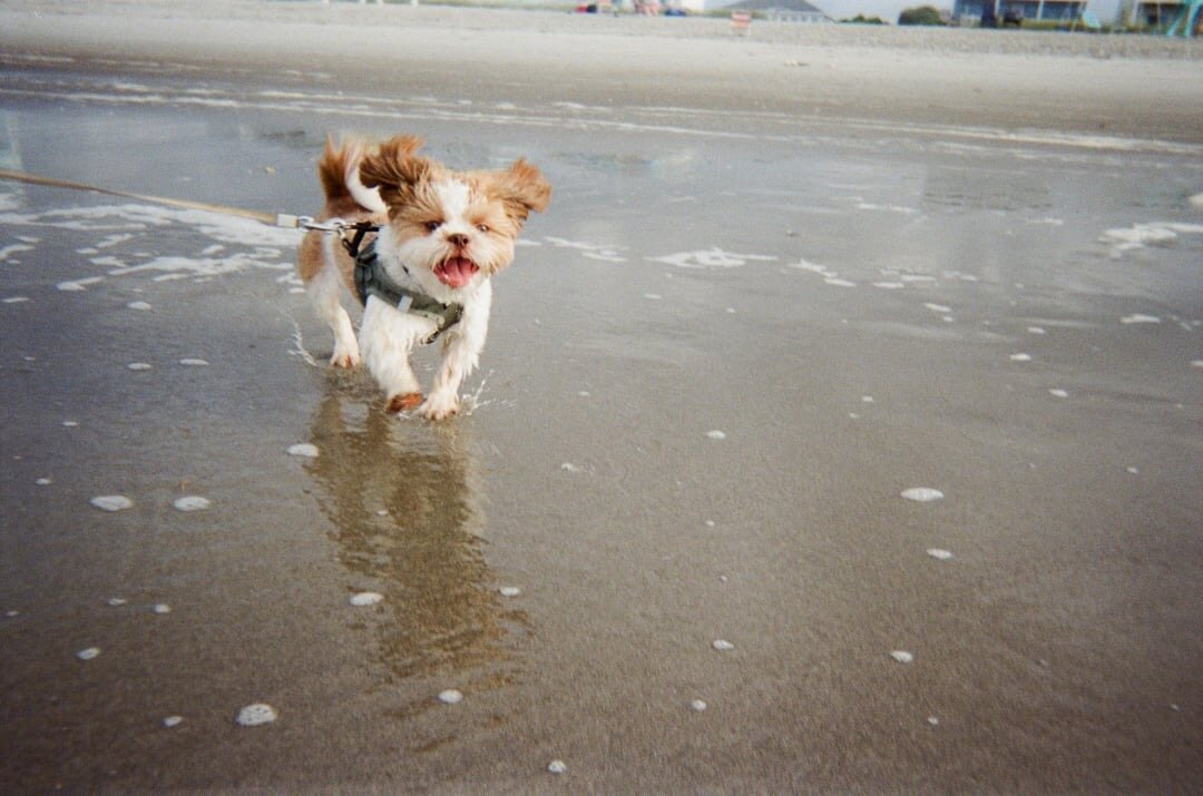 Shih Tzu puppies image 2