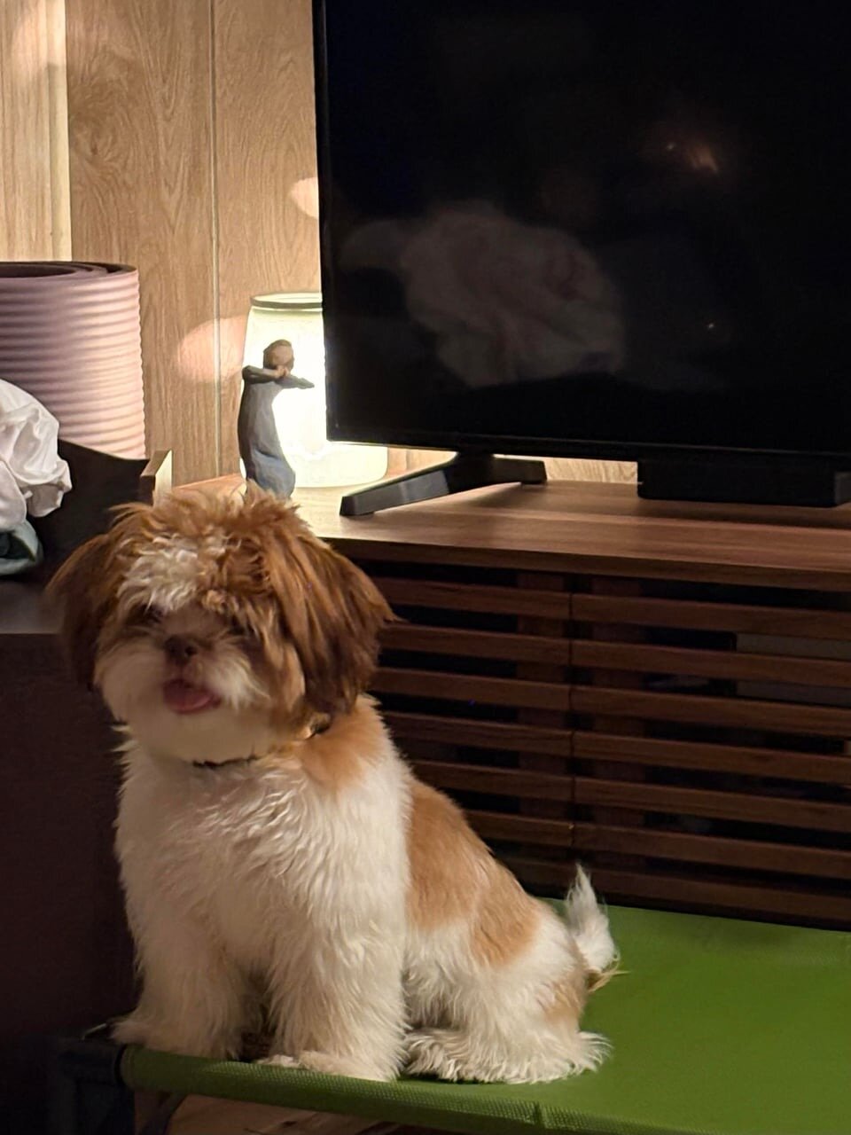 Shih Tzu puppies image 3