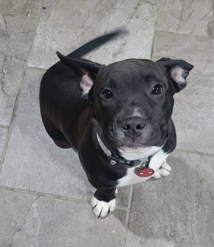 7 months old dog image 1