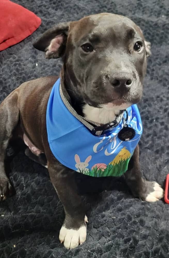 7 months old dog image 2