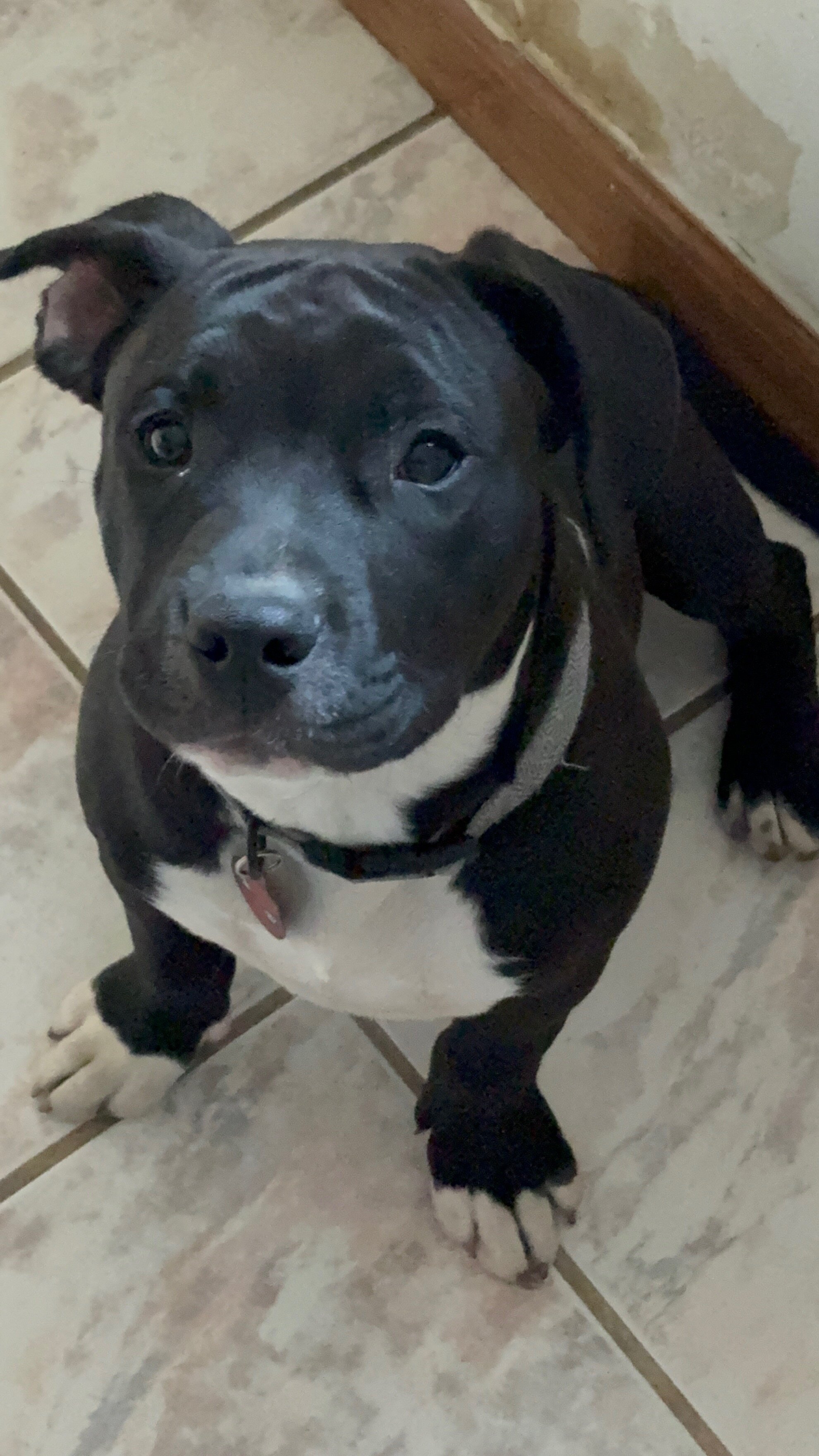 7 months old dog image 3