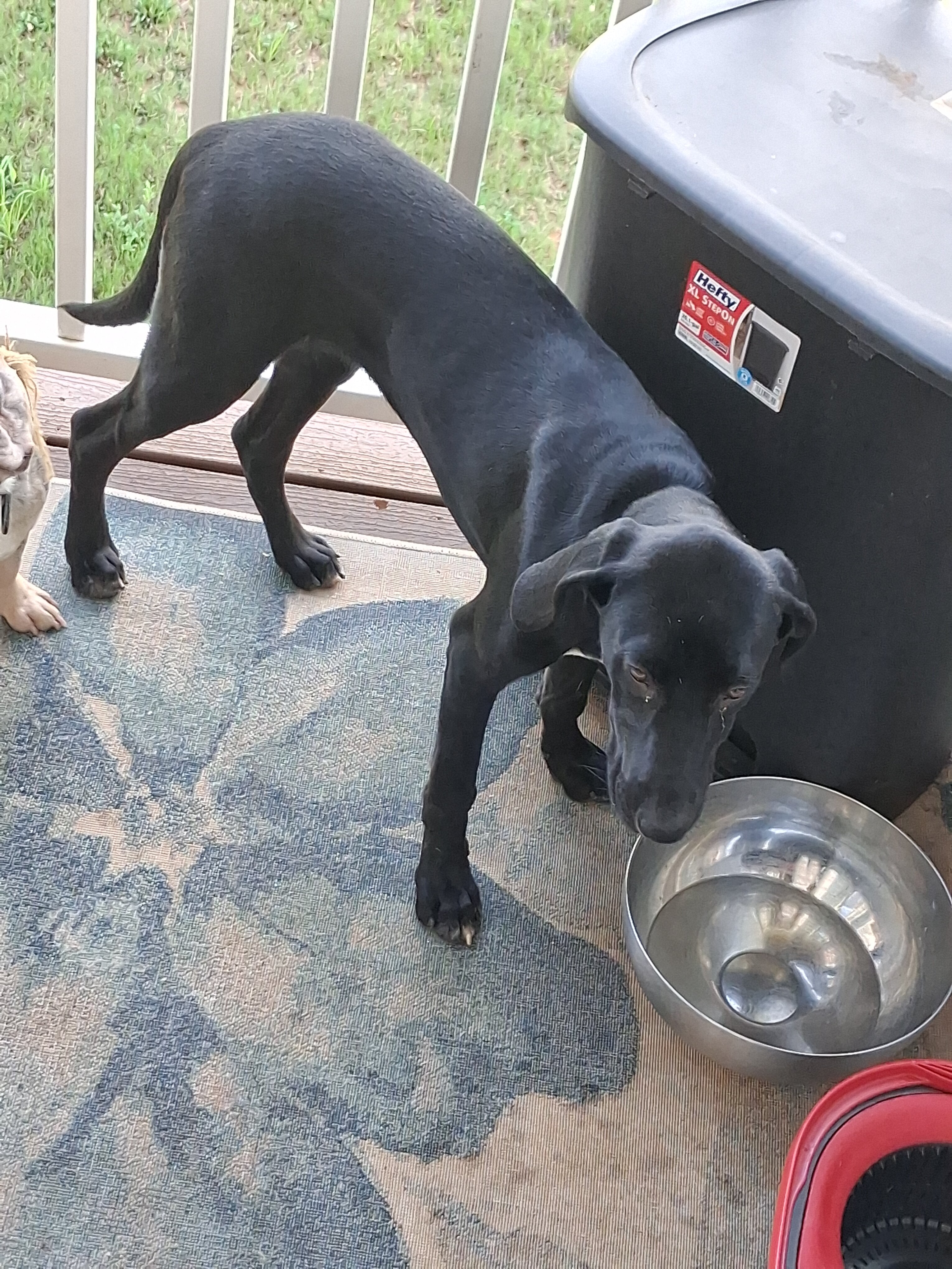 A Labrador Retriever image 2