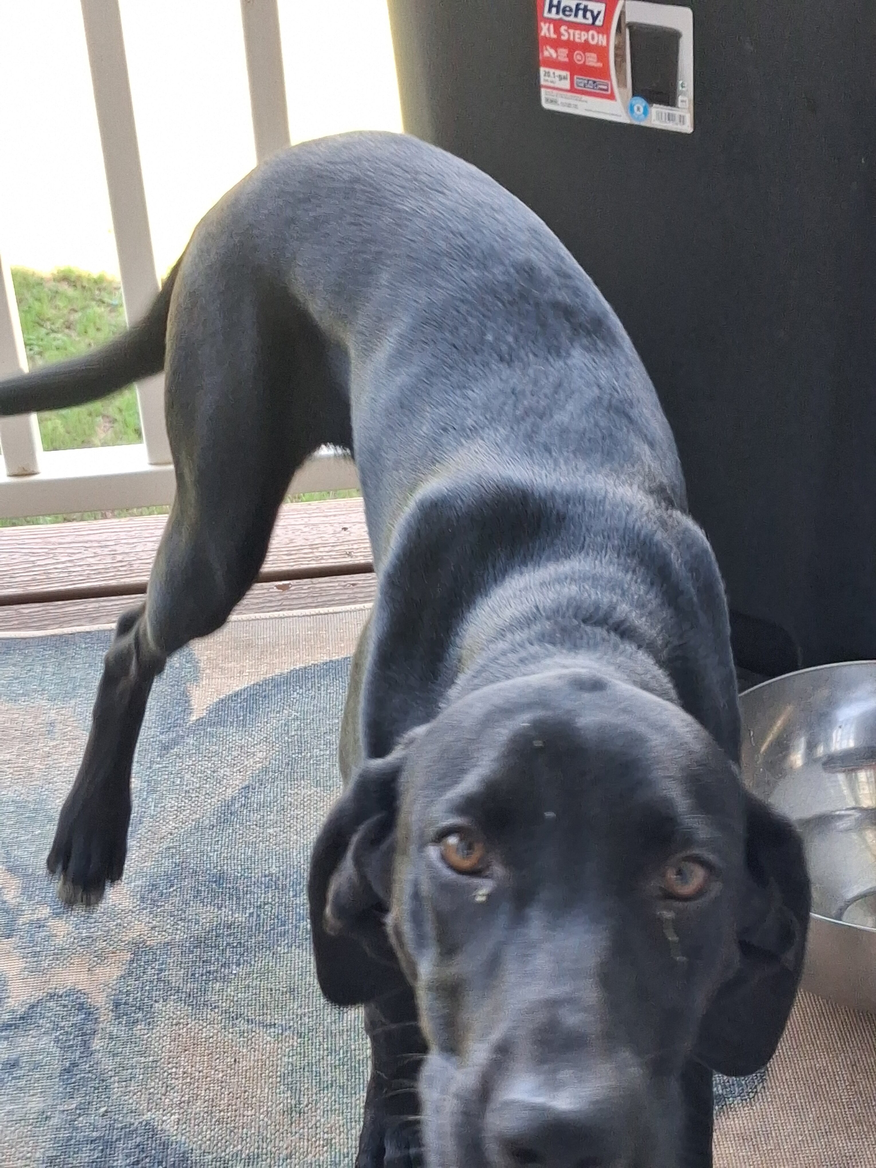 A Labrador Retriever image 1