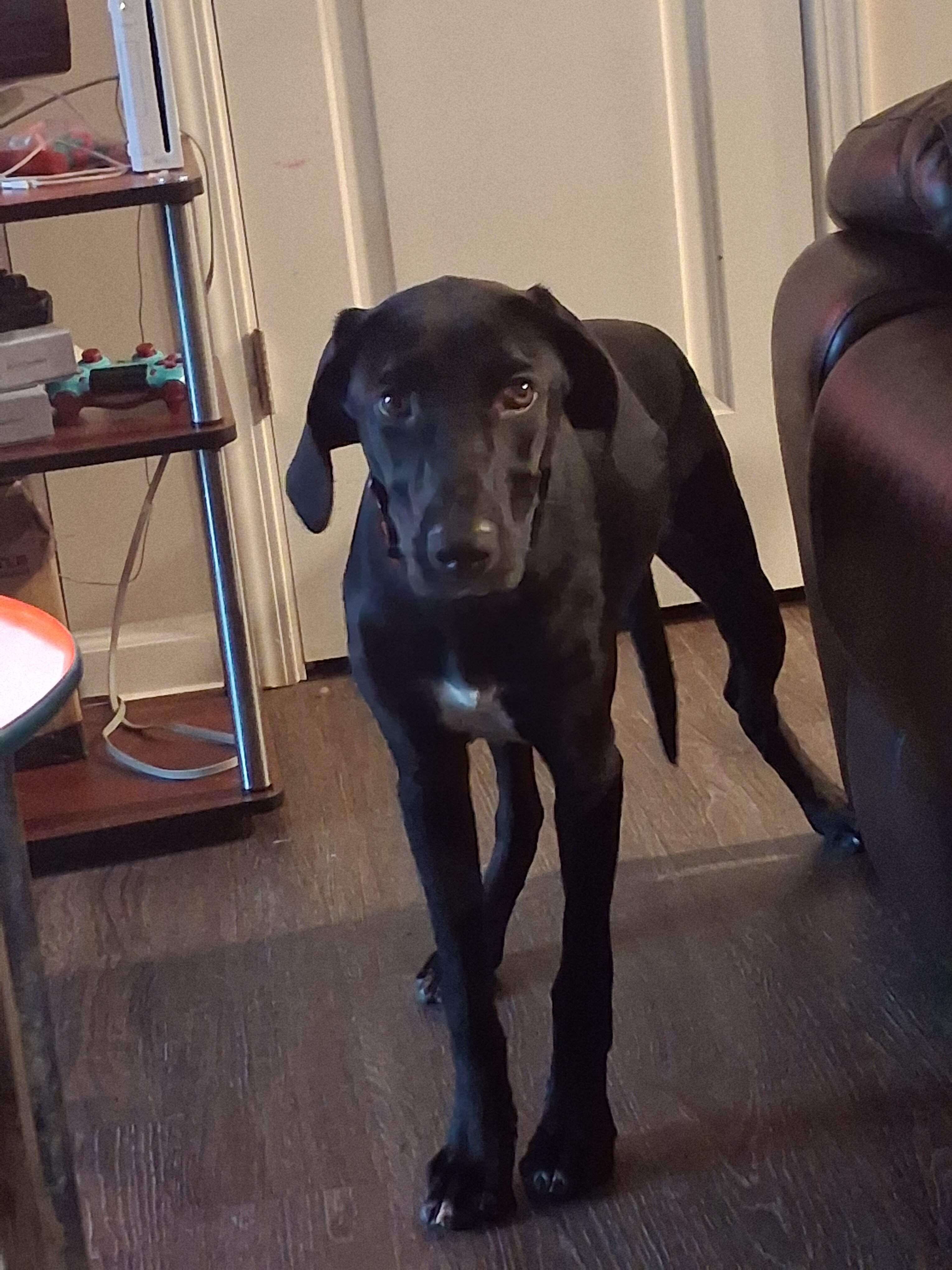 A Labrador Retriever image 3