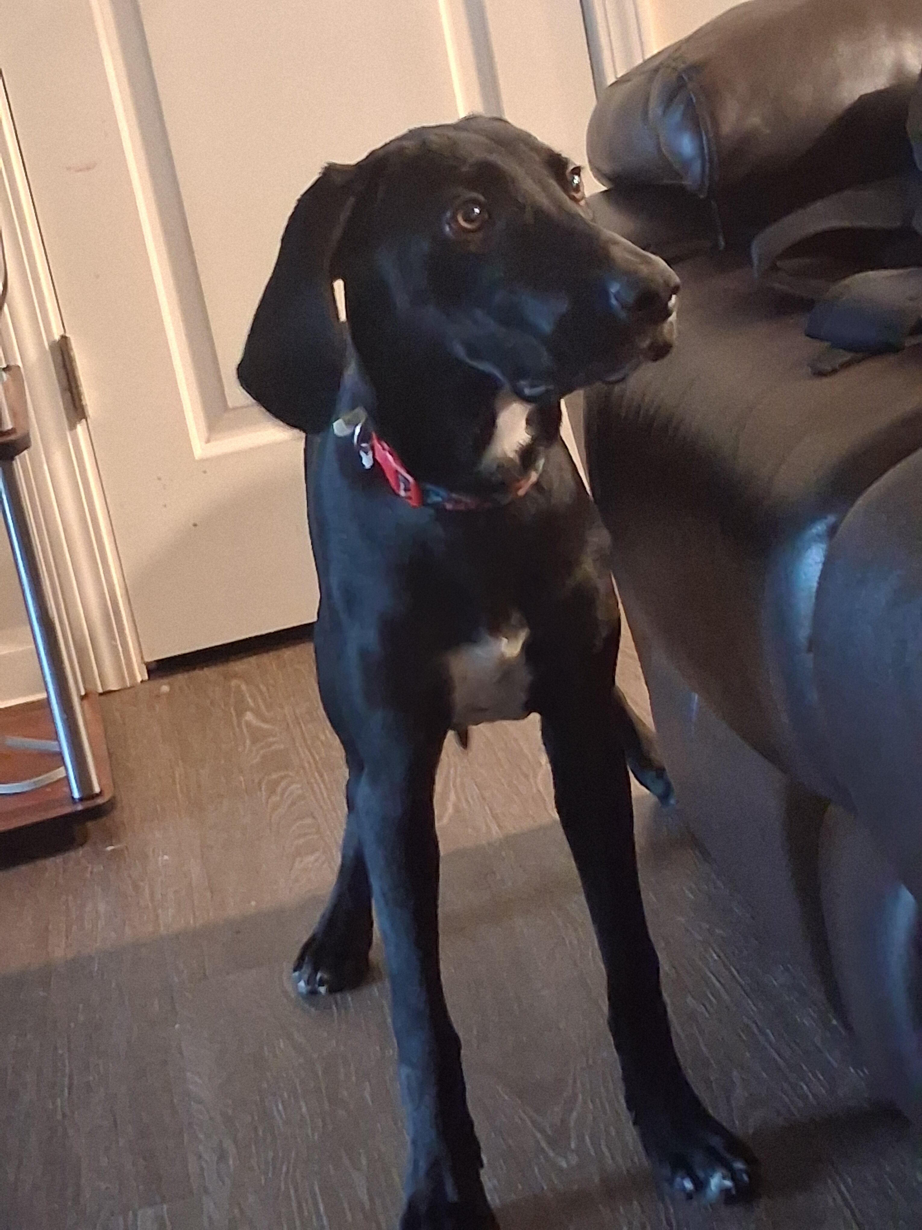 A Labrador Retriever image 4