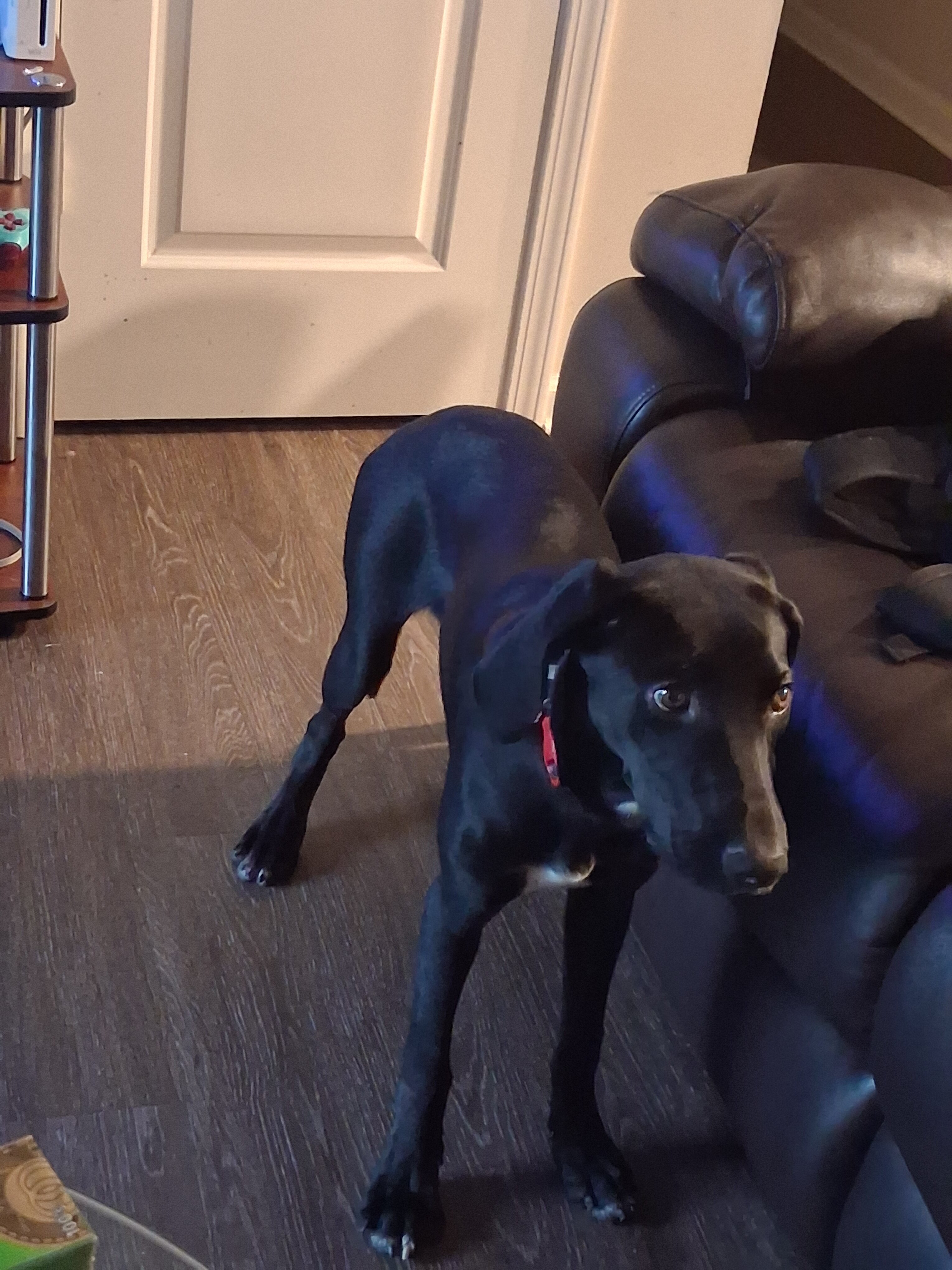 A Labrador Retriever image 5