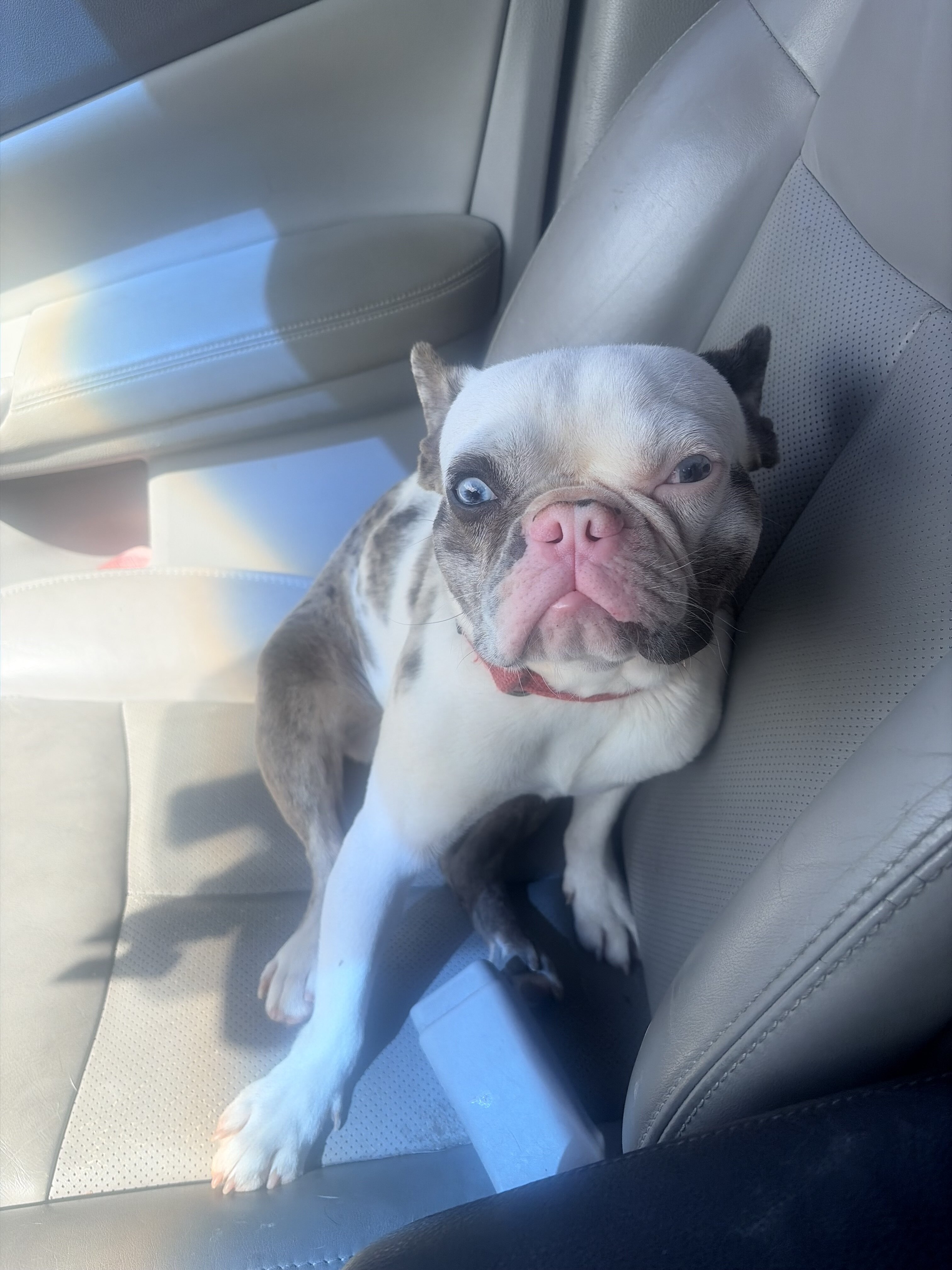 I have a frenchie bulldog image 1