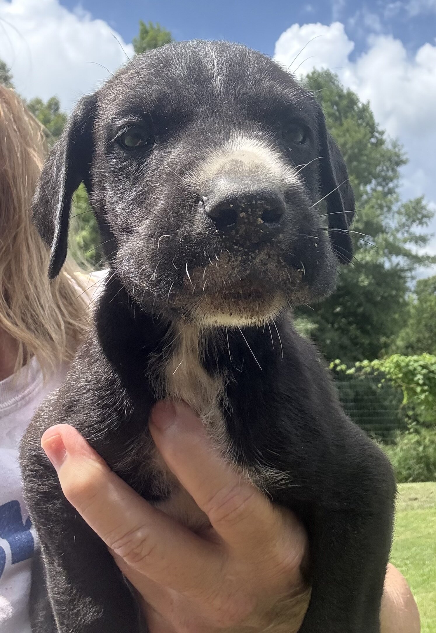 Great Dane puppies image 6