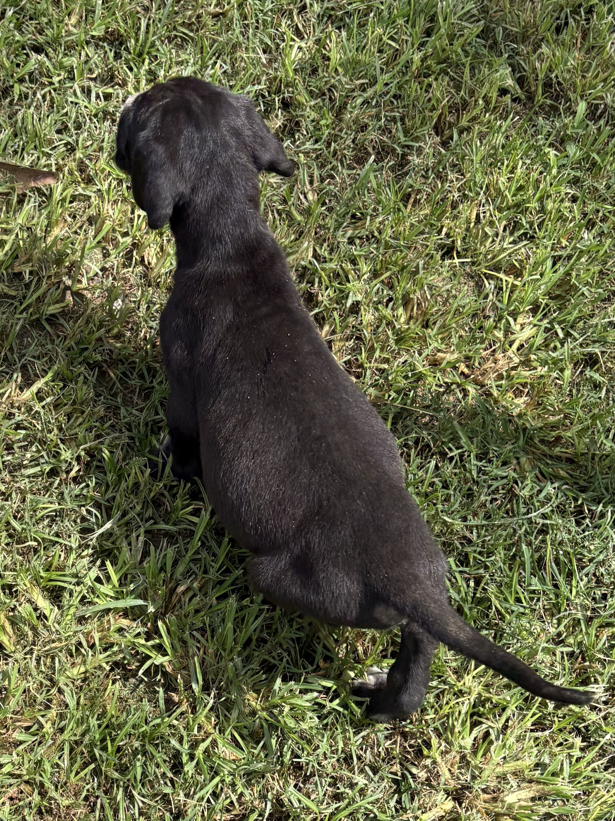 Great Dane puppies image 7