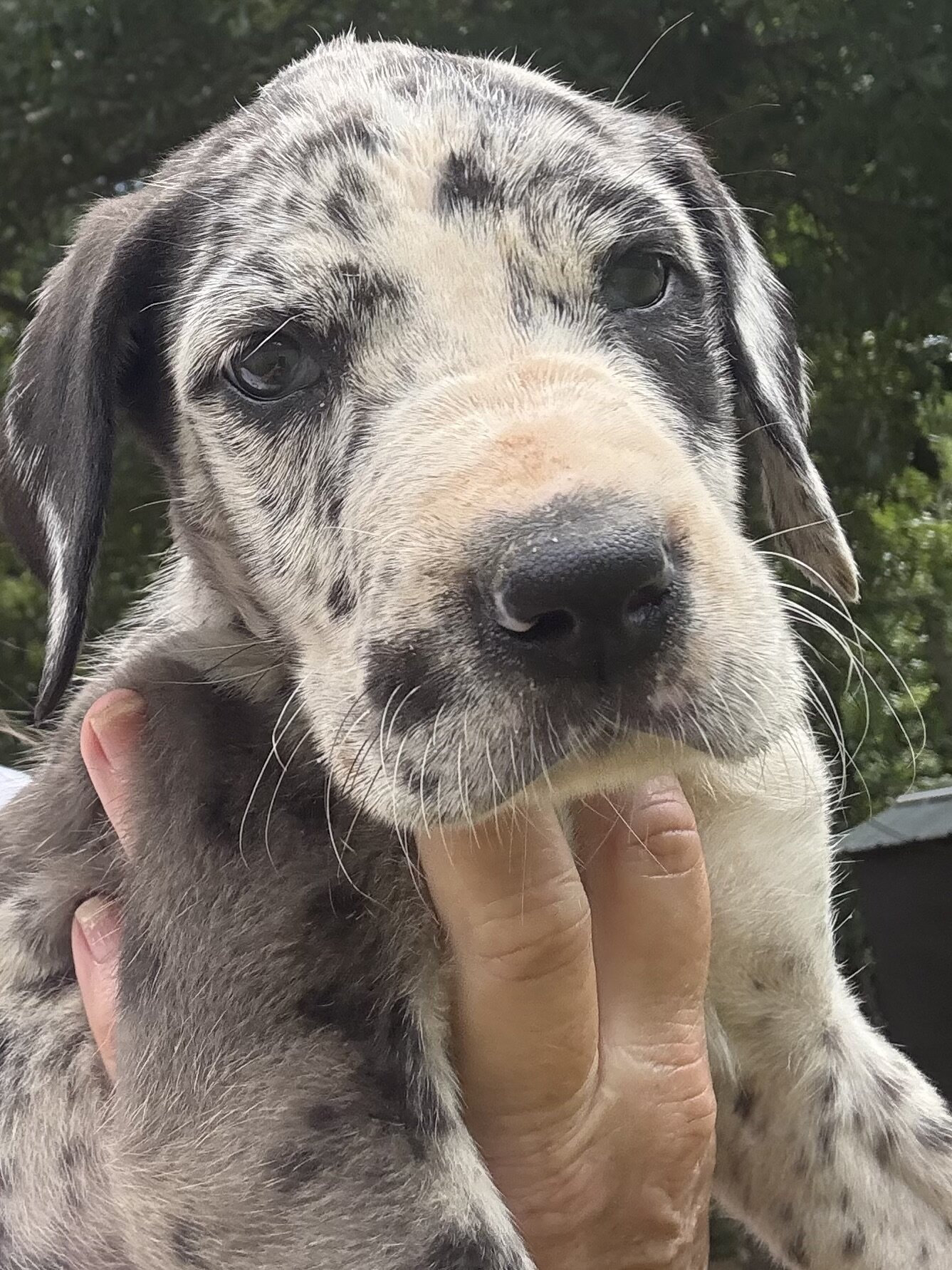 Great Dane puppies image 5