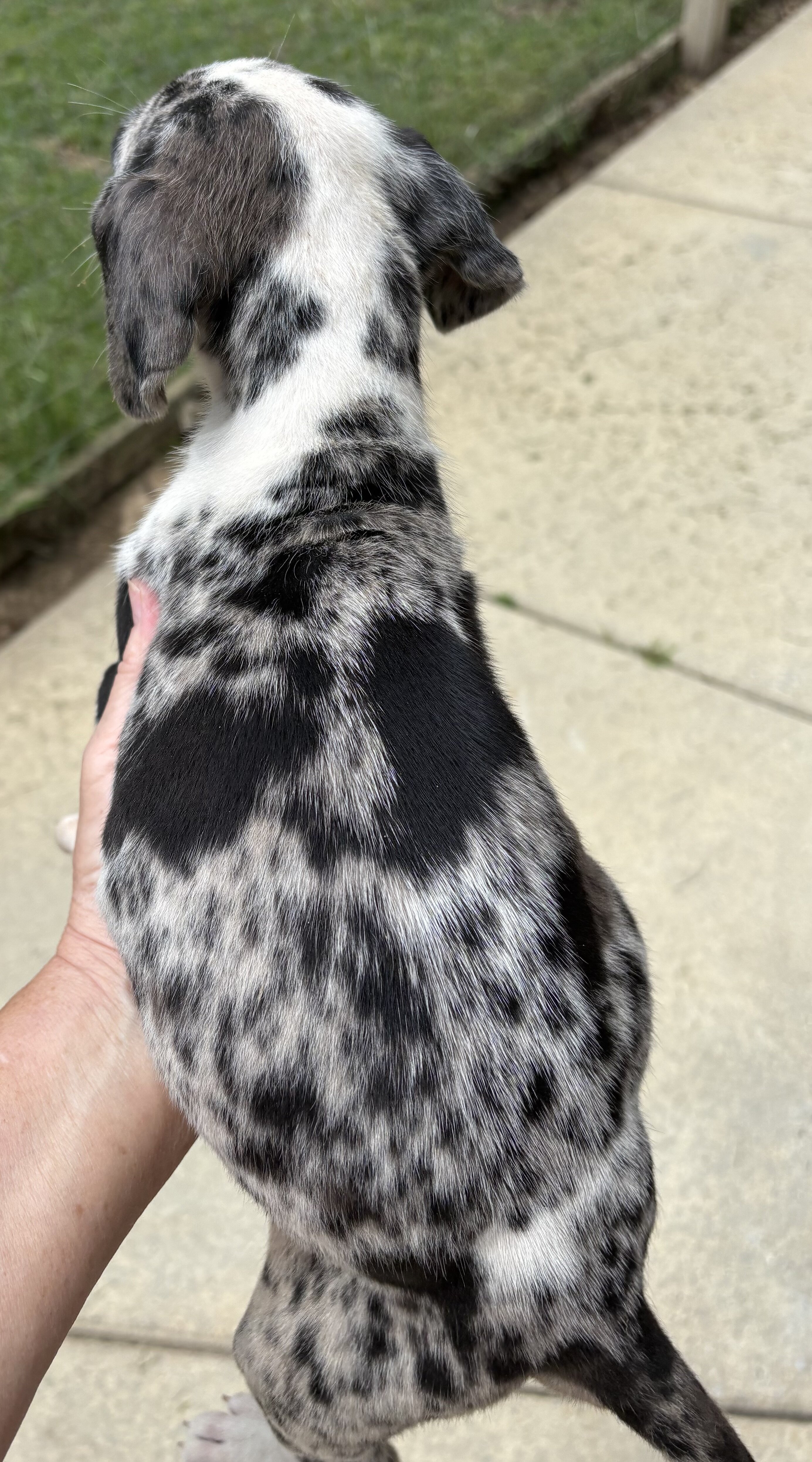 Great Dane puppies image 4