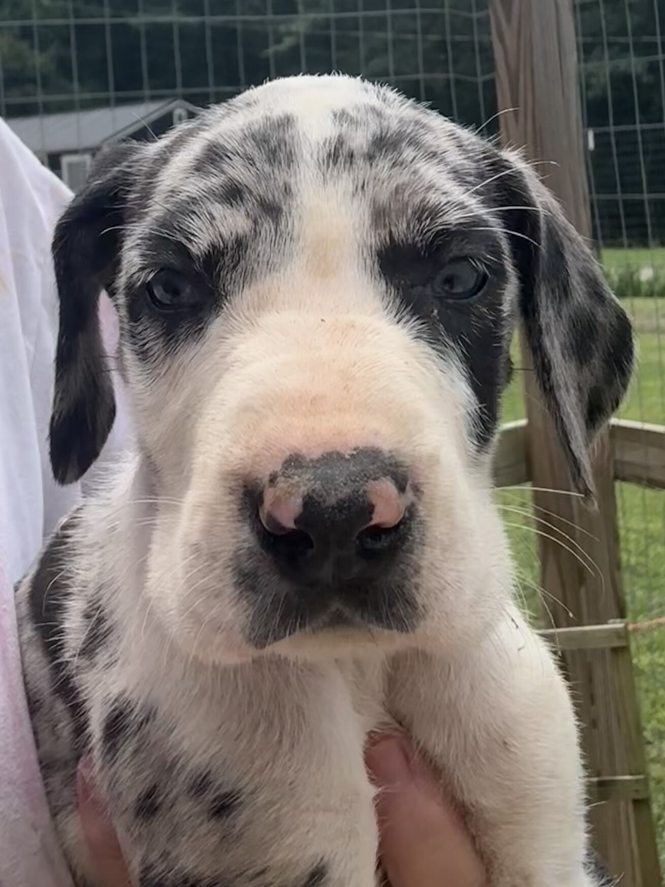 Great Dane puppies image 3