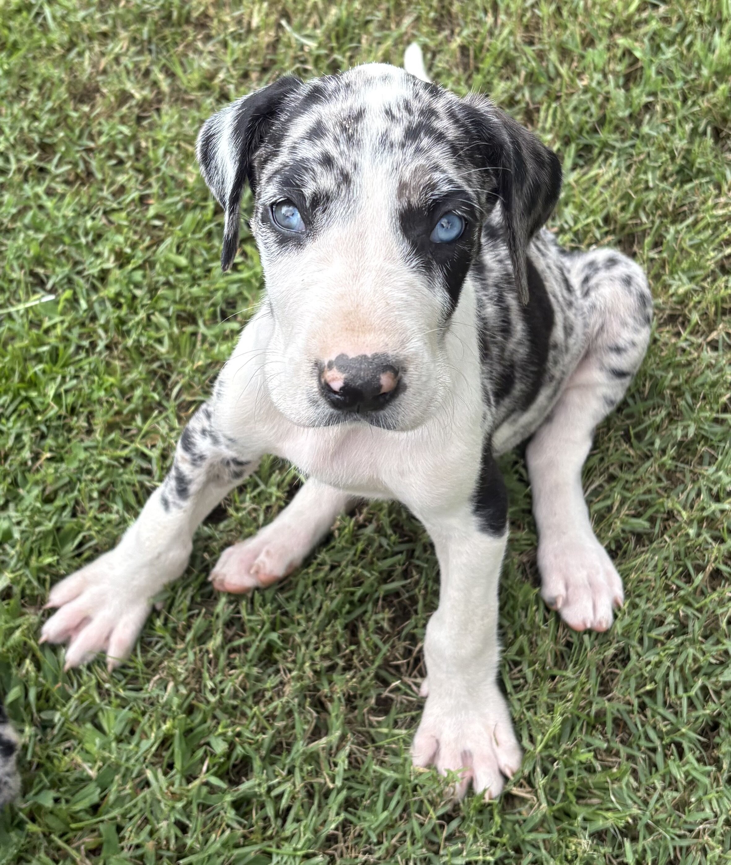 Great Dane puppies image 2