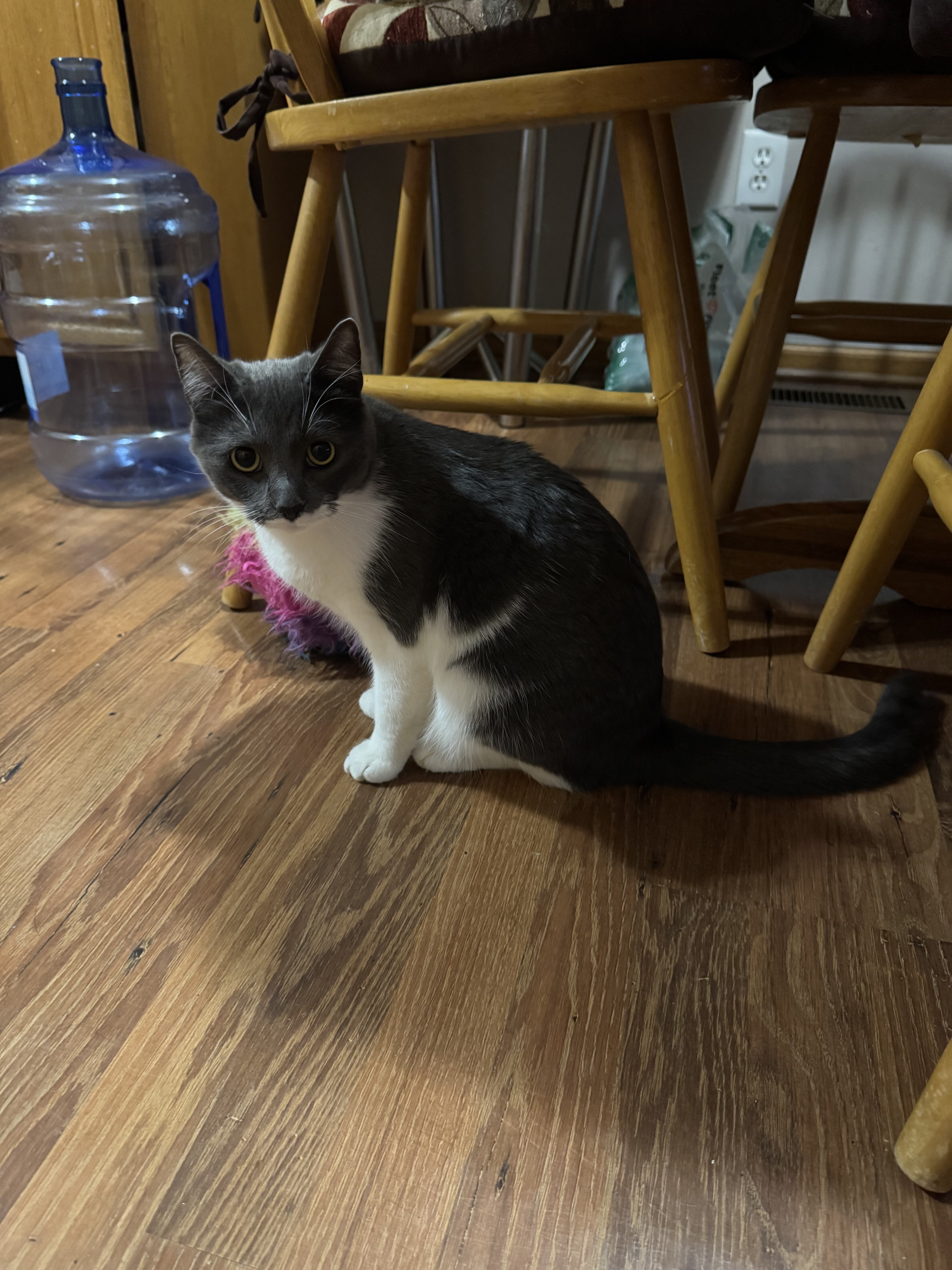 Two kittys image 1