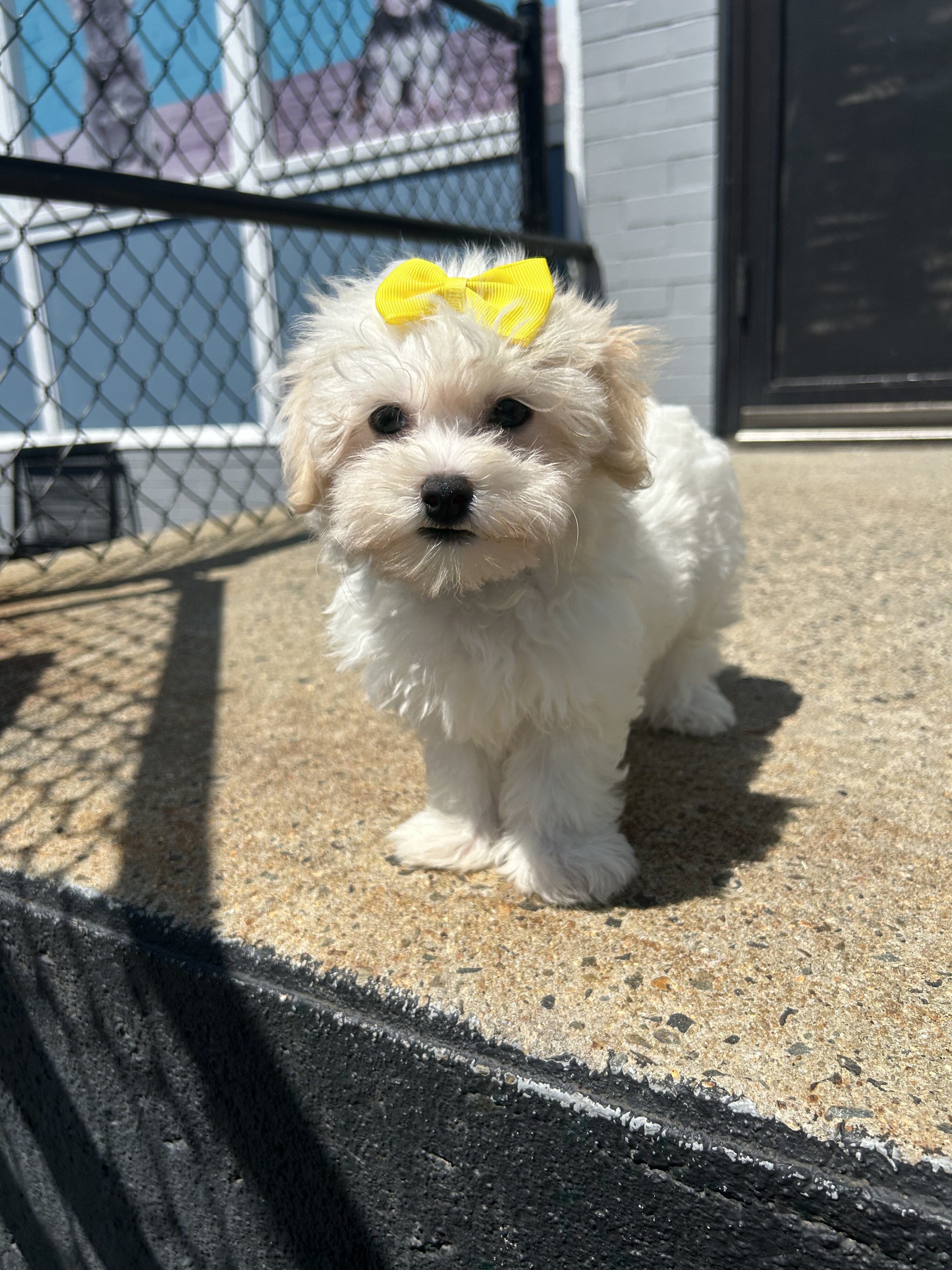 Havanese and Maltese mix image 1