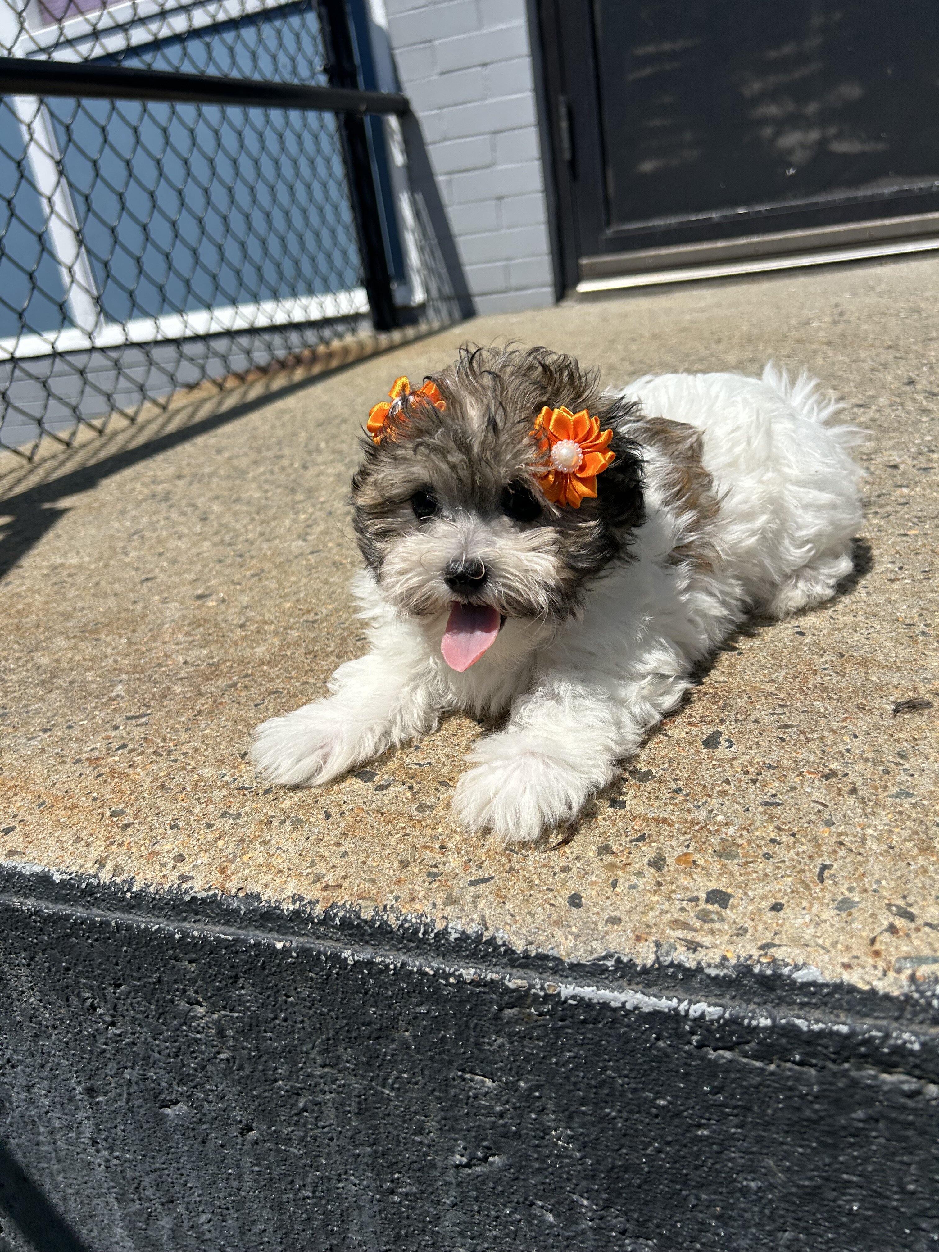 Havanese and Maltese mix image 2