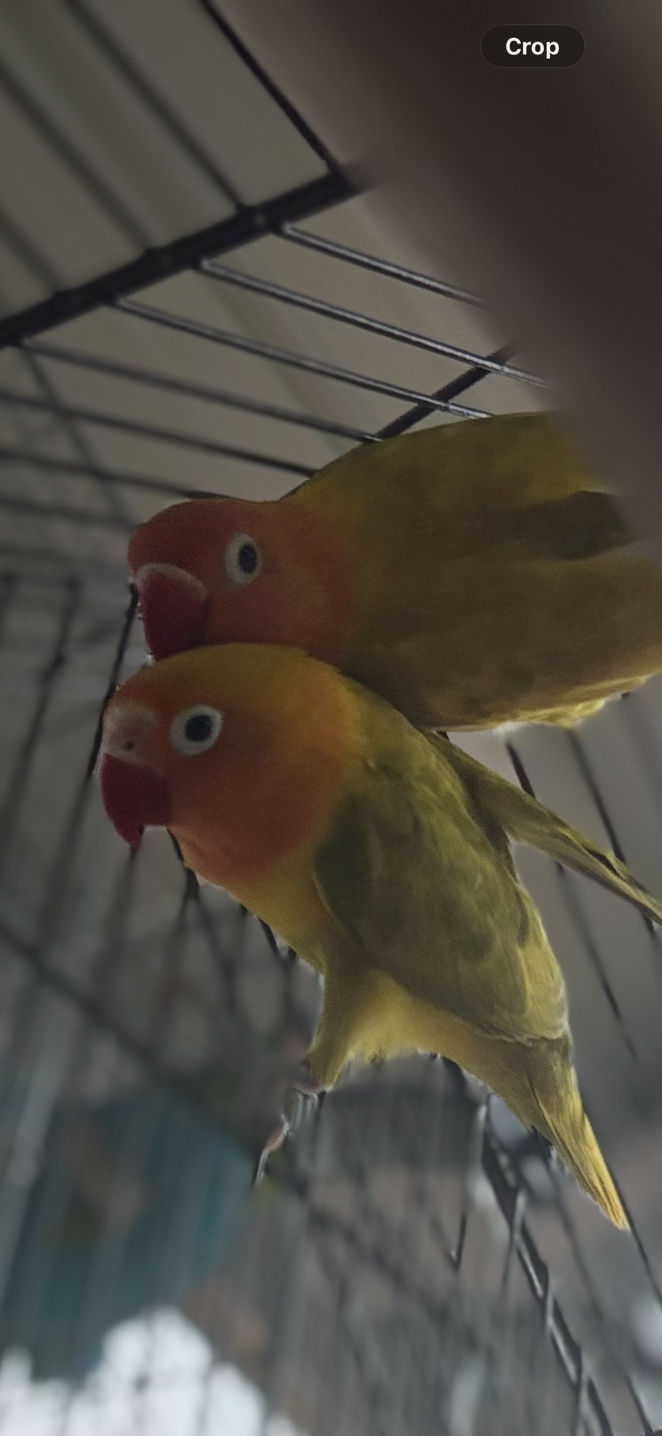 Pair of baby love birds image 3