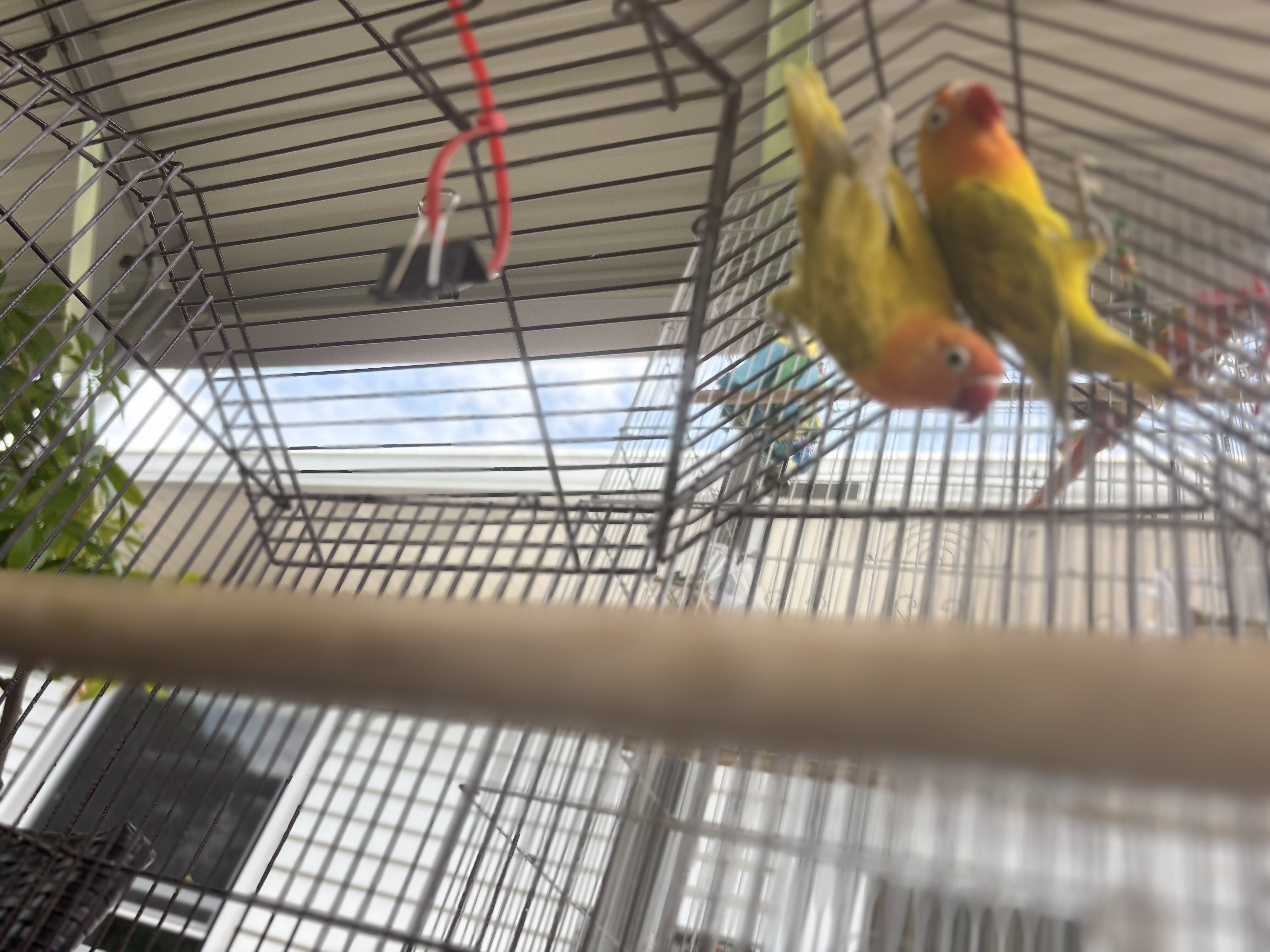 Pair of baby love birds image 4