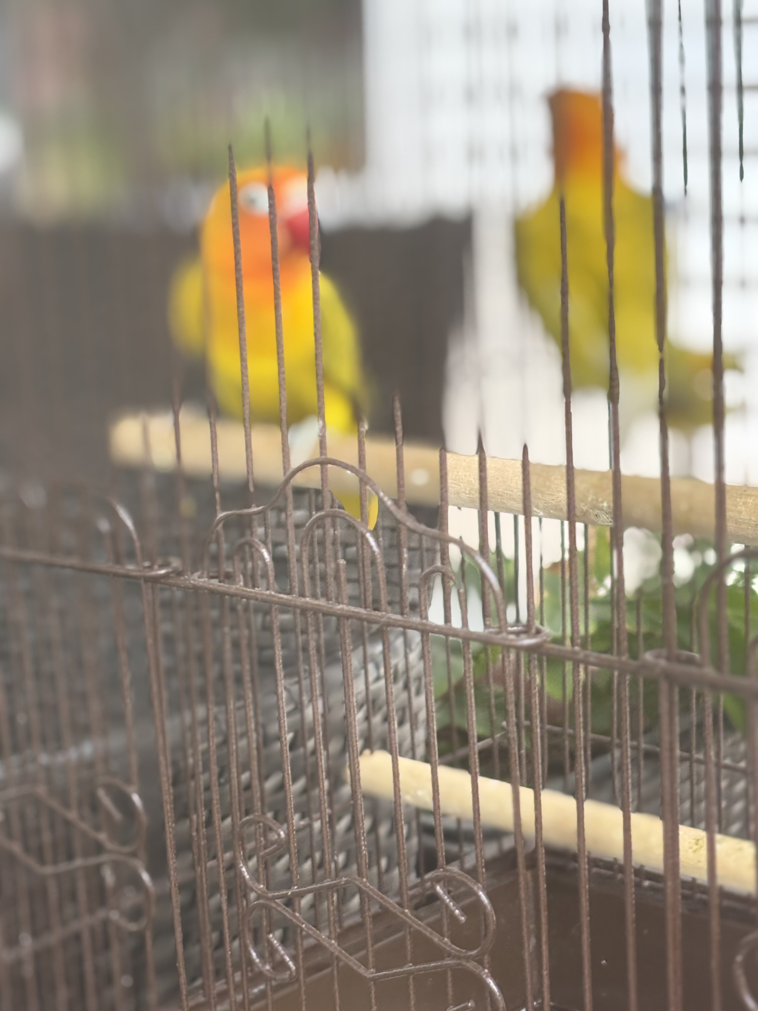 Pair of baby love birds image 2