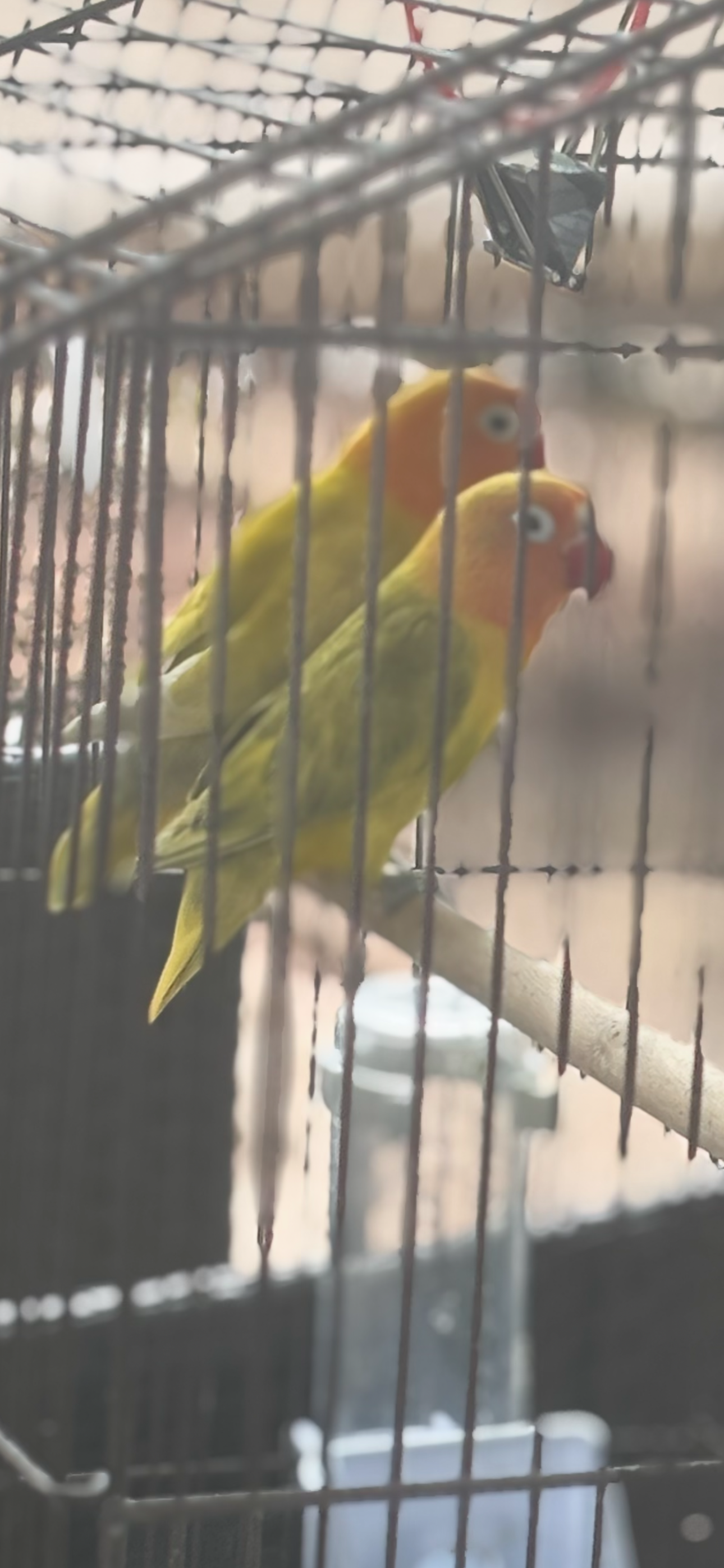 Pair of baby love birds image 1