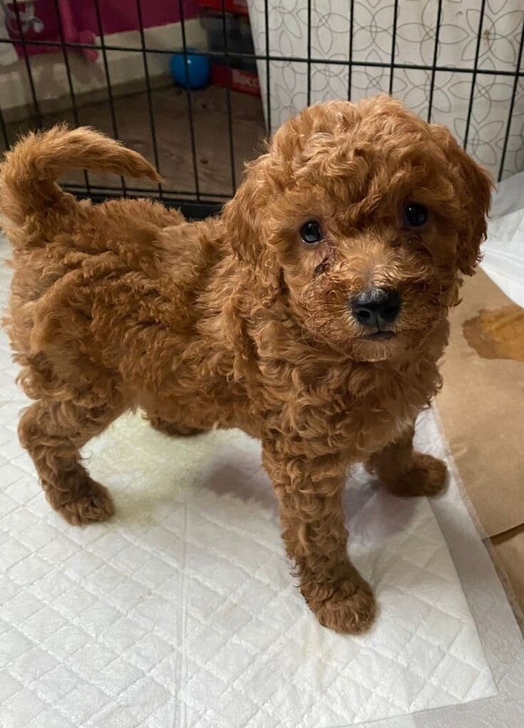 A 10 weeks old Toy Poddle image 2