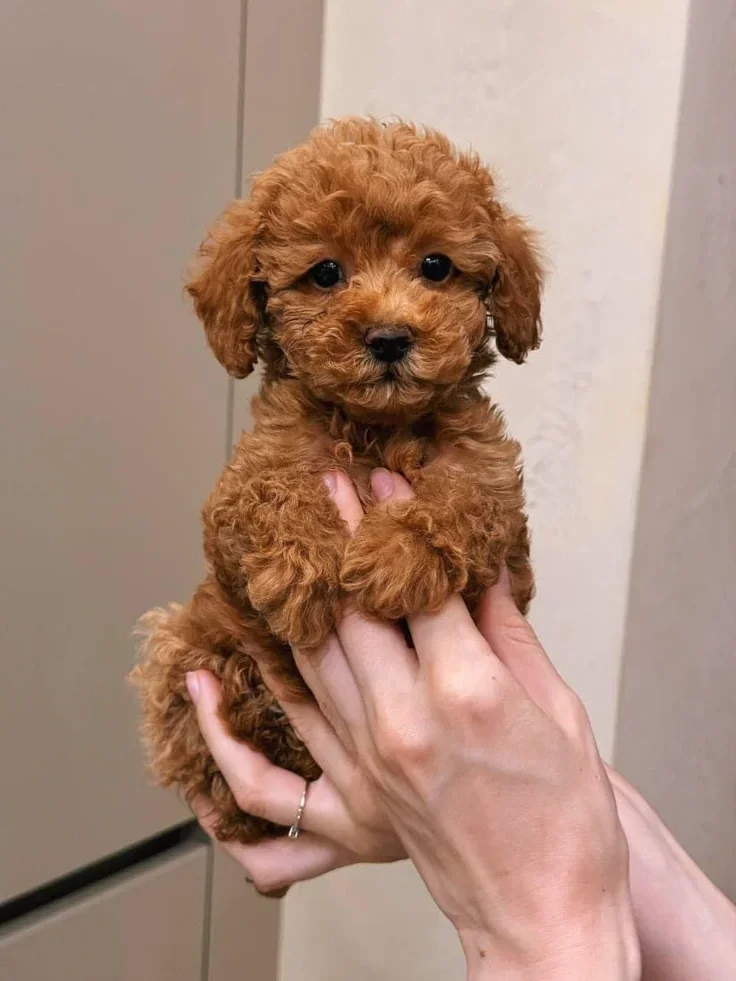 A 10 weeks old Toy Poddle image 1
