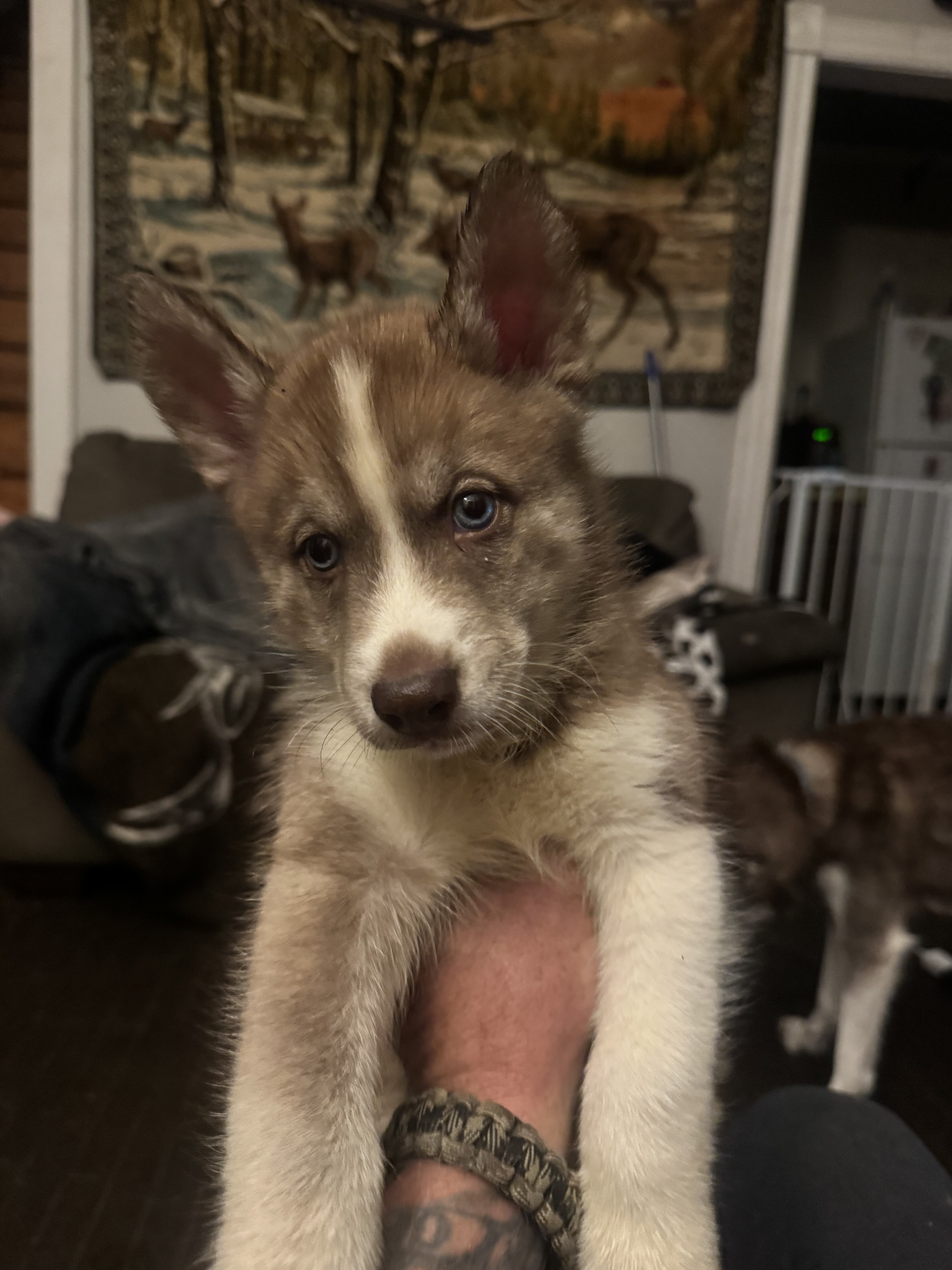 Male husky image 1