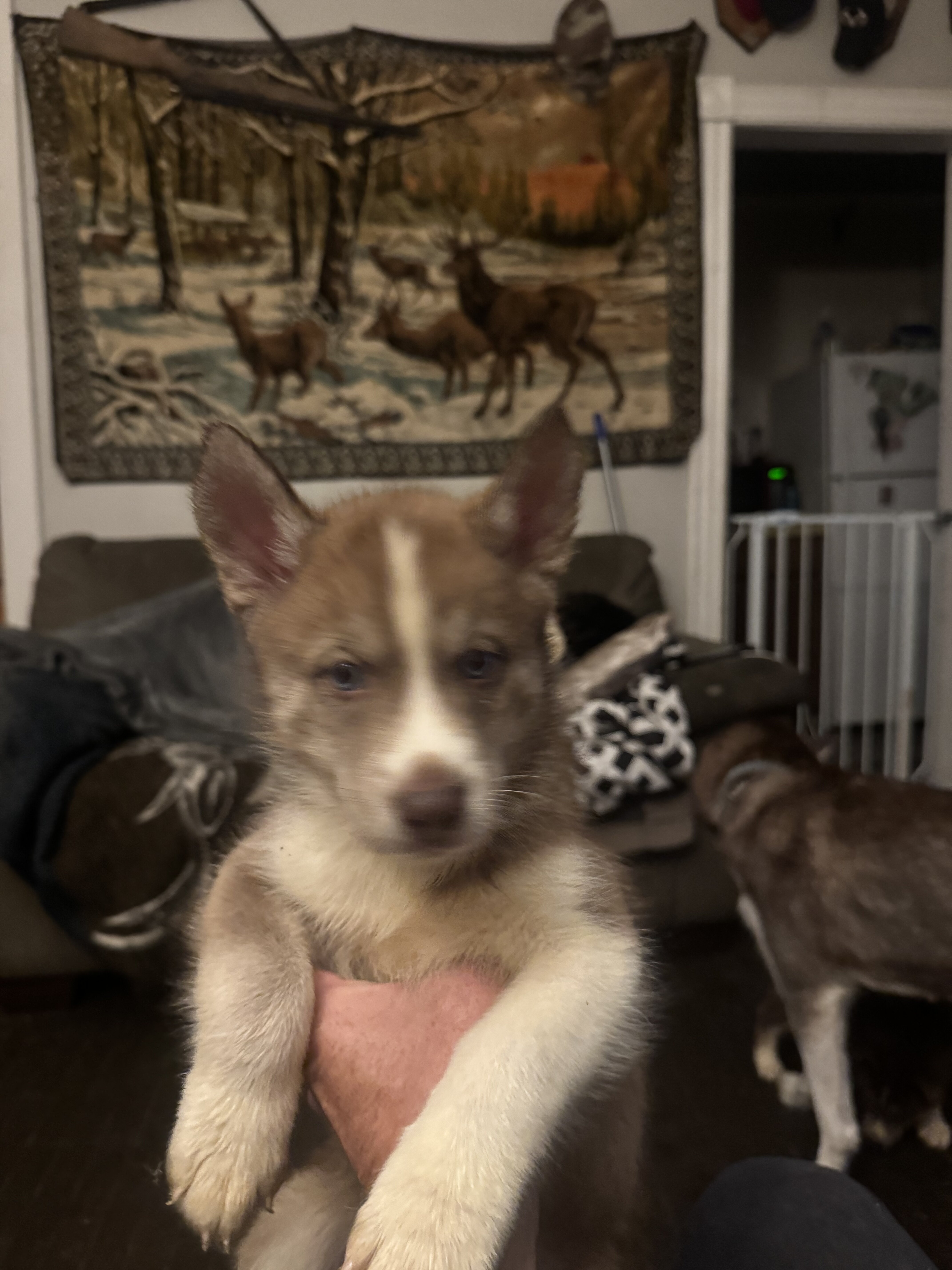 Male husky image 2