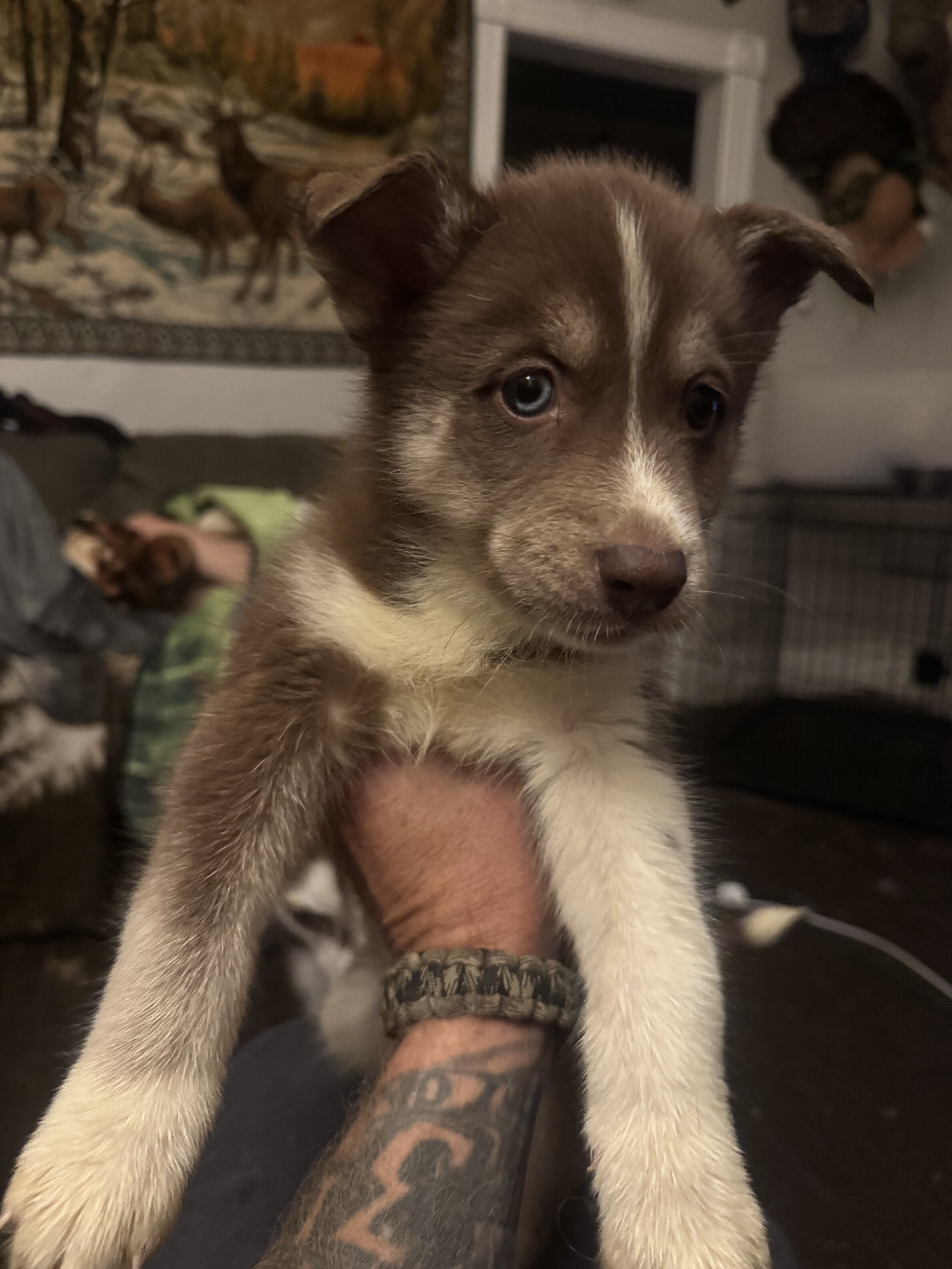 Female husky pup with right blue eye image 2