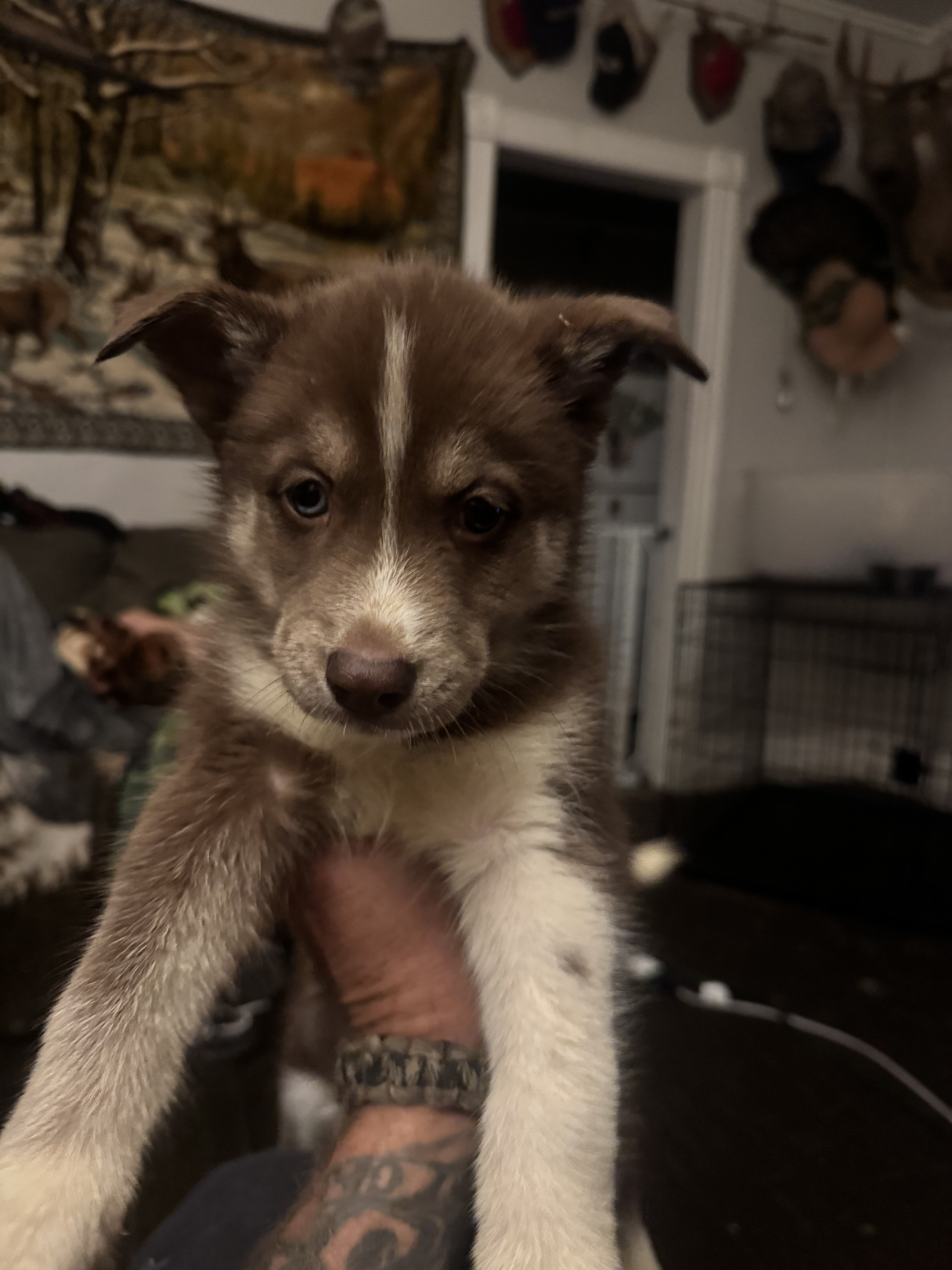 Female husky pup with right blue eye image 1