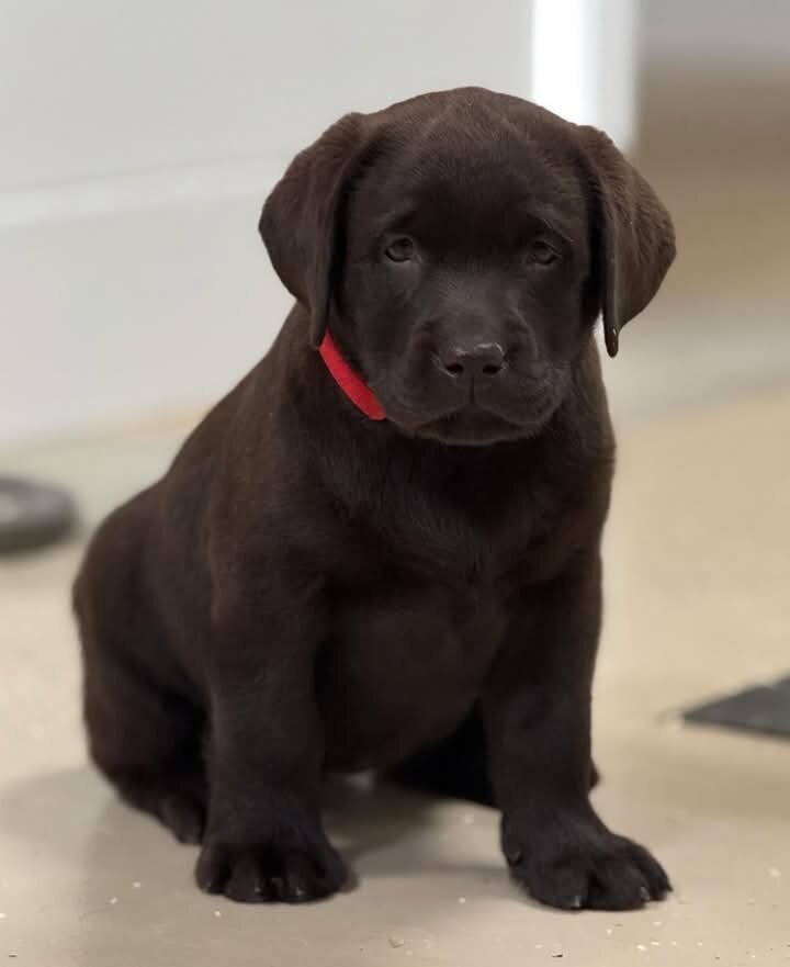 male and female Labrador retriever puppies image 1