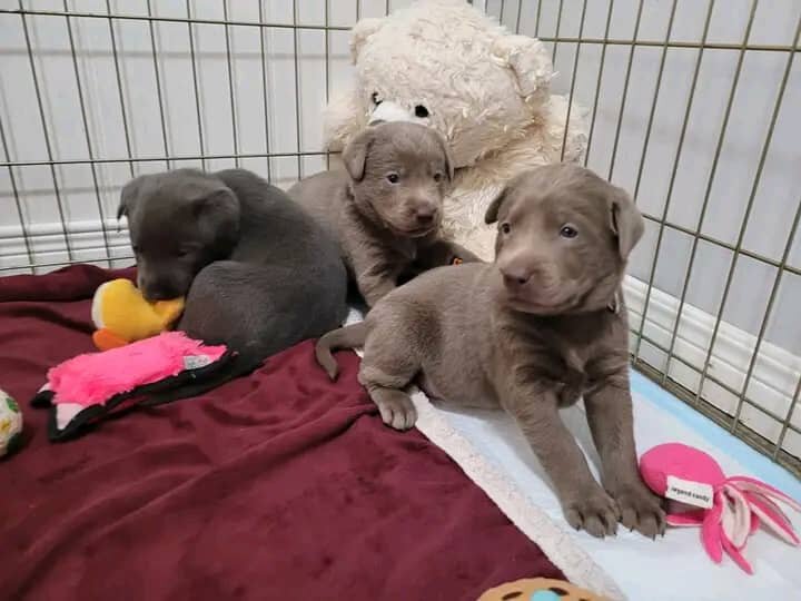male and female Labrador retriever puppies image 2