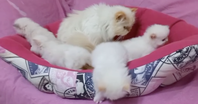 2 Month Old Persian Kittens image 4