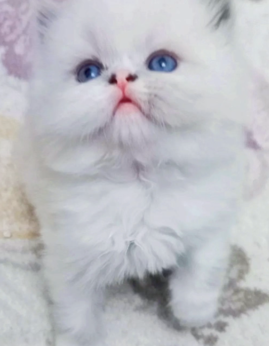 2 Month Old Persian Kittens image 3