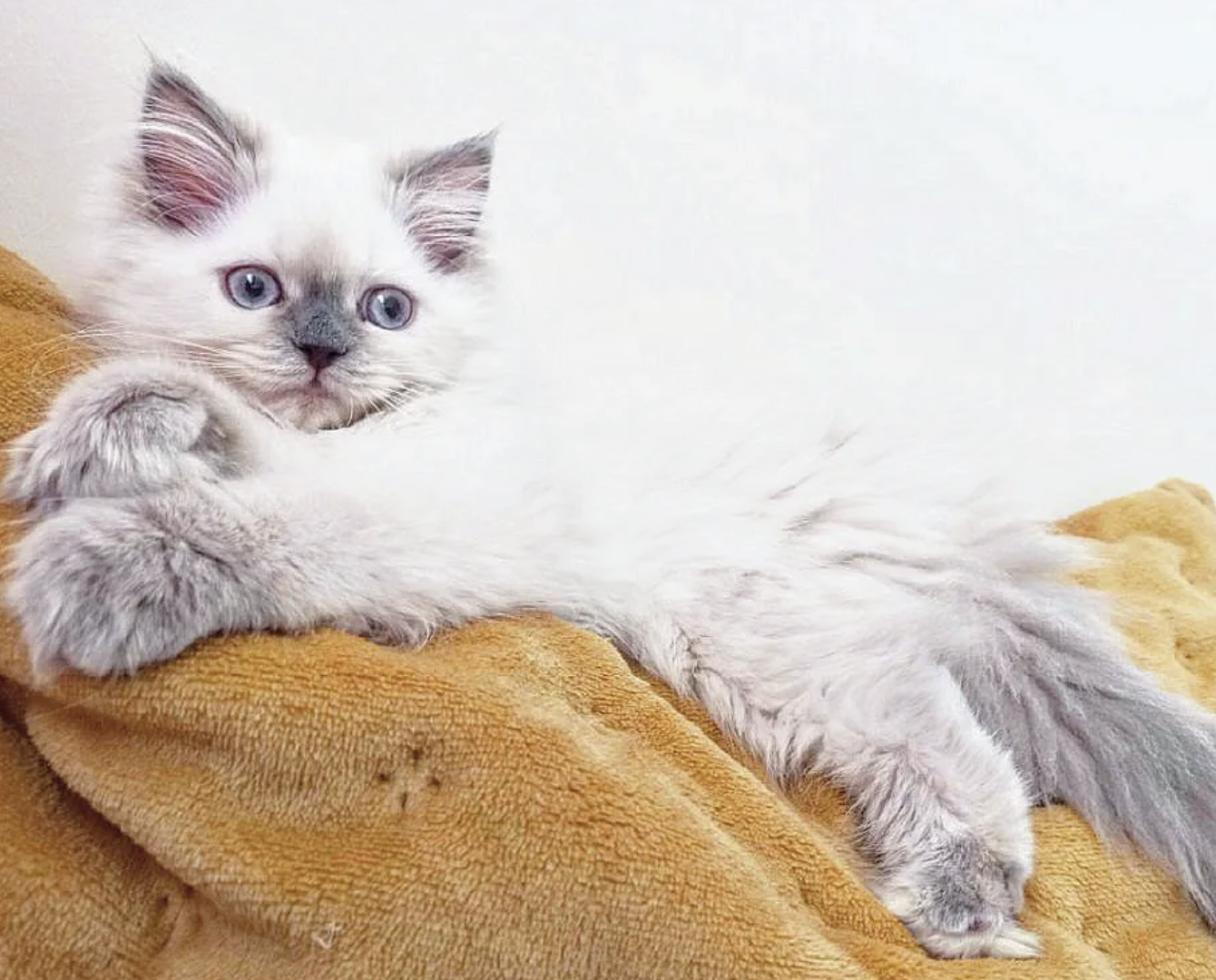 2 Month Old Persian Kittens image 2