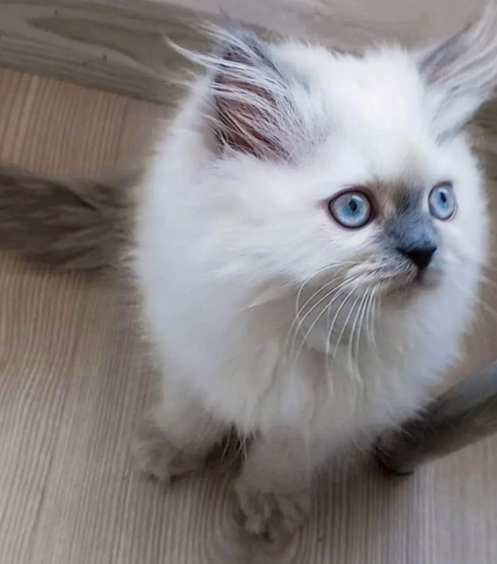 2 Month Old Persian Kittens image 1