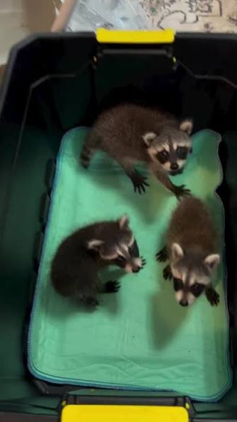 Racoons for homes image 2