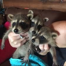 Racoons for homes image 3