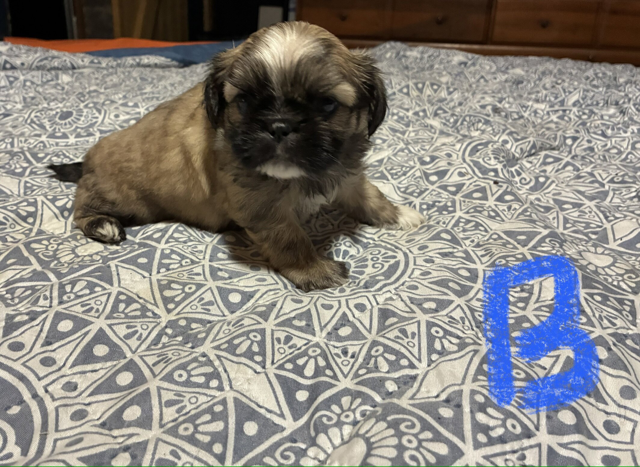 Shihtzu puppies image 3