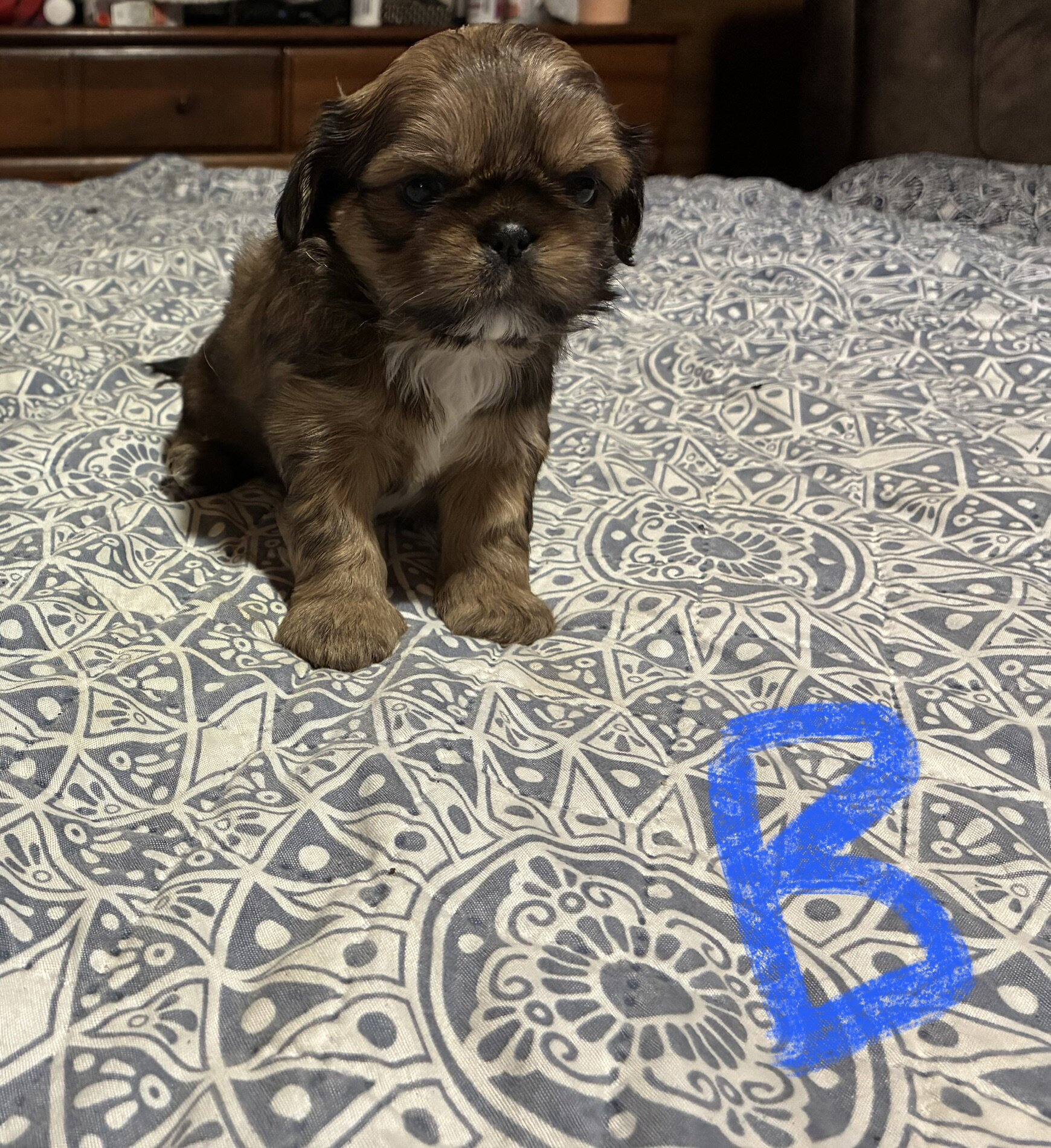Shihtzu puppies image 2