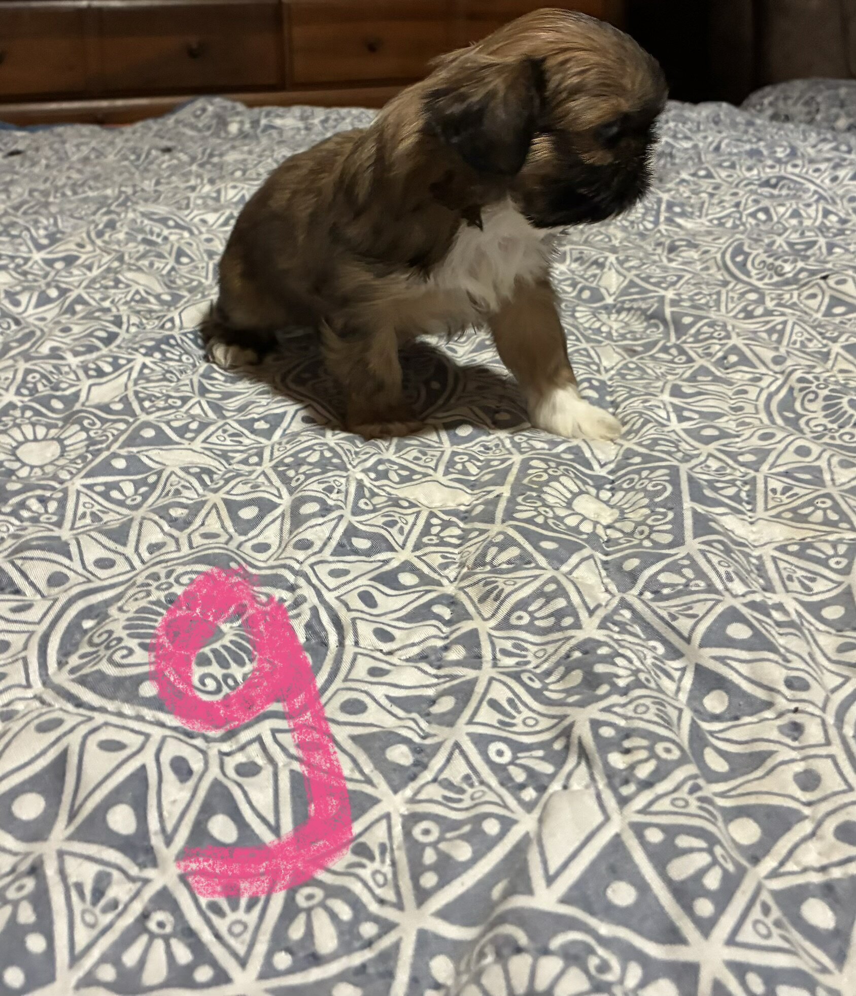 Shihtzu puppies image 1