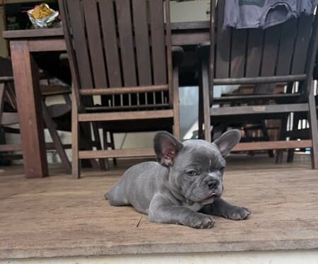 Purebred Blue French Bulldog Puppies image 1