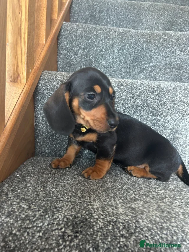 Beautiful Dachshund Puppies Miniature Dachshund image 2
