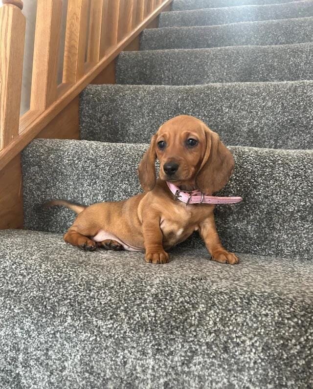 Beautiful Dachshund Puppies Miniature Dachshund image 4