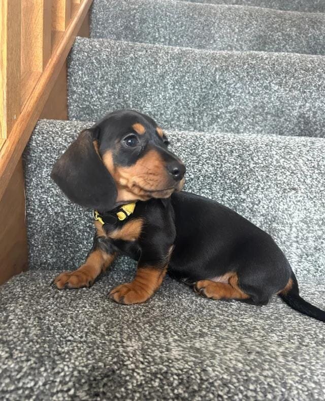 Beautiful Dachshund Puppies Miniature Dachshund image 3