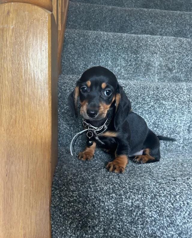 Beautiful Dachshund Puppies Miniature Dachshund image 1