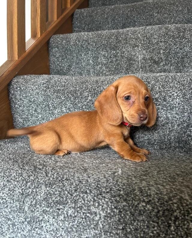 Beautiful Dachshund Puppies Miniature Dachshund image 5
