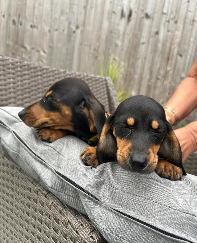 Beautiful Dachshund Puppies Miniature Dachshund image 6