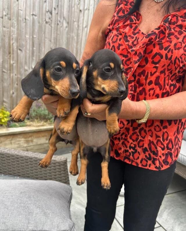 Beautiful Dachshund Puppies Miniature Dachshund image 7